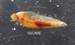  Glume